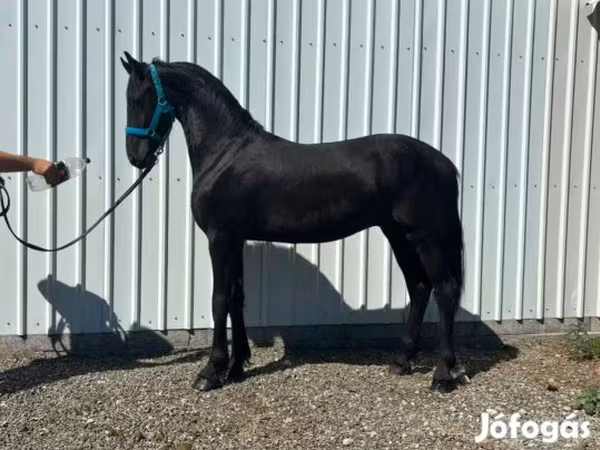 حصان, Dutch warmblood horse