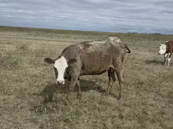 Vaca, Vaca kazaja de cabeza blanca