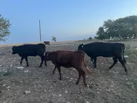 بقرة, الماشية — الصورة 7