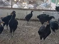 Chickens — Foto 5