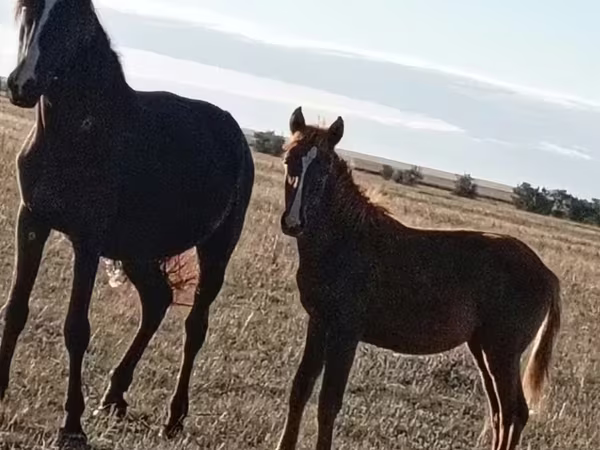 فرس, Horse breed