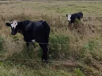 Kuh, Russian Black pied cattle — Foto 4