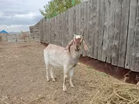 Billy Goat, Nubian Goat — photo 1