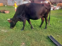 Vaca, Ganado vacuno — foto 2