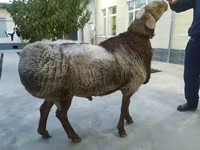 كبش, الأغنام — الصورة 3