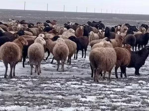 मेढ़ा, भेड़