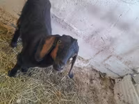 عنزة, Nubian Goat — الصورة 3