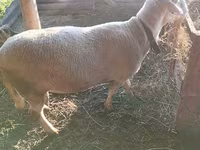 Ram, Lacaune sheep — photo 5