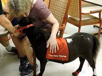 حصان, Miniature horse — الصورة 6