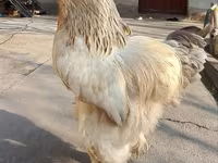 براهما — الصورة 3
