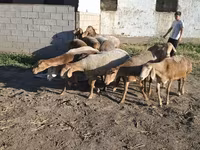 Widder, Hissar sheep — Foto 7
