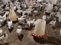 Chickens — Foto 2