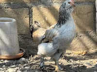 Ameraucana — photo 7