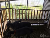 Carnero, Hissar sheep — foto 2