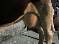 Cow, Russian Black pied cattle — photo 6
