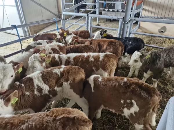 Bull, Simmental cattle
