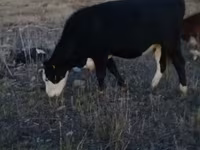 Bulle, Simmental cattle — Foto 3