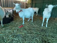 عنزة, Saanen goat — الصورة 5
