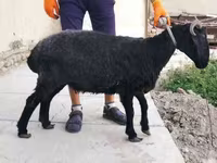 Sheep, Arabi sheep — photo 3