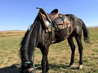 Horse (M), Karachay horse — photo 2