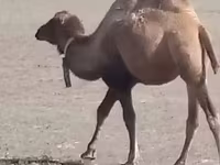 ऊँट, Kazakh Bactrian camel — फ़ोटो 2