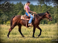 فرس, Quarter Horse — الصورة 2
