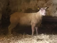 Ram, Charollais sheep — photo 2