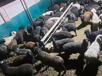 मेढ़ा, भेड़ — फ़ोटो 3