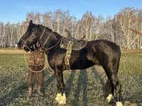 Horse (M), Kustanai horse — photo 2