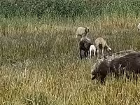 भेड़, Romanov sheep — फ़ोटो 2
