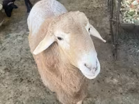 كبش, Arashan sheep — الصورة 4