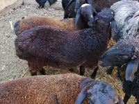 Widder, Arabi sheep — Foto 6