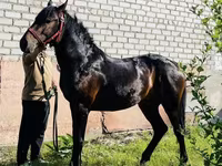 Horse (M), Swedish warmblood horse — photo 1