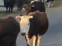 بقرة, Latvian Blue cattle — الصورة 5