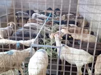 Carnero, Ovejas — foto 1