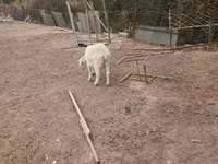 Ziege, Saanen goat — Foto 4