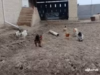 Брама (порода кур) — фото 5