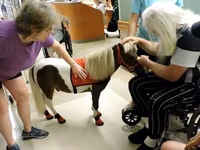 Stute, Miniature horse — Foto 1