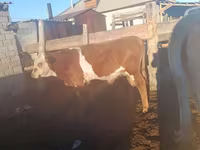 Bull, Simmental cattle — photo 1