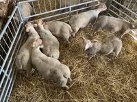 Sheep, Charollais sheep — photo 4