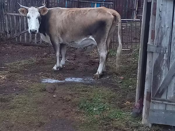 Kuh, Simmental cattle