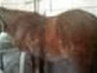 Stute, Kazakh horse — Foto 6