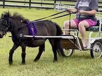 Horse (M), Miniature horse — photo 5