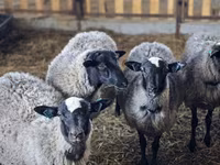 نعجة, Romanov sheep — الصورة 1