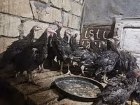 برونز — الصورة 2