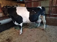 Kuh, Latvian Blue cattle — Foto 2