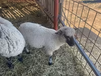 मेढ़ा, Shroshire sheep — फ़ोटो 2