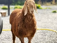 كبش, Hissar sheep — الصورة 2