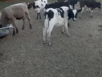 Vaca, Russian Black pied cattle — foto 3
