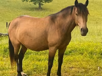 فرس, Black Sea breed — الصورة 3